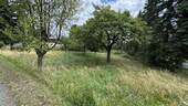 Baumbestand - 