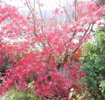 Großzügiger Bungalow mit tollem Grundstück - Villingen-Schwenningen