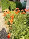 Blumen Zufahrt - 