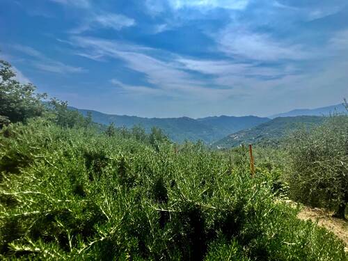 AP915_16 TERRA ITALIA IMMOBILIEN_LIGURIEN_APRICALE - 