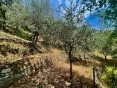 AP915_28 TERRA ITALIA IMMOBILIEN_LIGURIEN_APRICALE - 