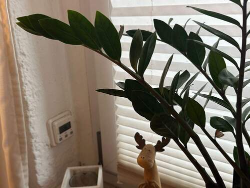 elektr. Rollläden moderne Fenster - 