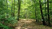 Tegeler Forst - 