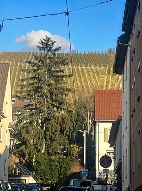 Weinberge - 