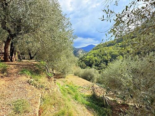 AP_1050_TERRA ITALIA IMMOBILIEN_LIGURIEN_APRICALE_ - 