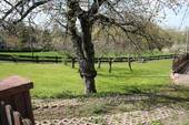 Wiese - 
