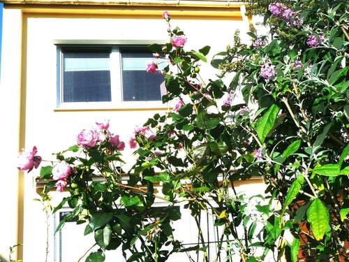 Gartenansicht durch die Blume - 