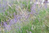 Lavendel im Garten - 