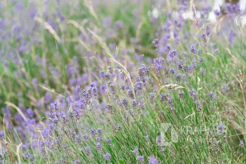 Lavendel im Garten - 