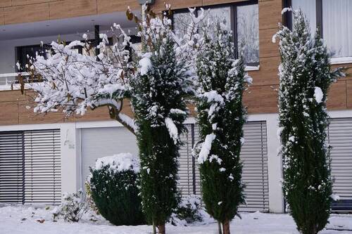 Zypressen im Wintermantel.JPG - 