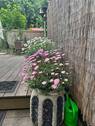 IMG_3689.jpeg - 