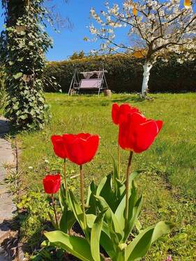 Grüne Wiesenfläche - 