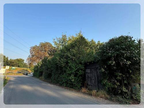 alter Baum- und Strauchbestand - 