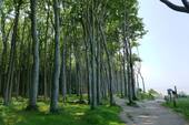 Gespensterwald Nienhagen - 