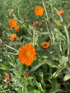 Ringelblume - 
