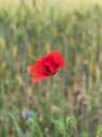 Natur Pur - 