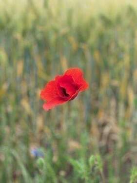 Natur Pur - 