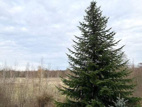 Blick aus dem Fenster - 3 Zimmer Etagenwohnung in Lutherstadt Wittenberg