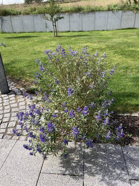 rechts neben Gartendusche - 