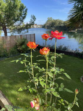 Bild 1 - HAUS AM SEE IN SPEYER **** MIT KOMPLETTEM INVENTAR