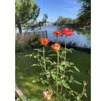 HAUS AM SEE IN SPEYER **** MIT KOMPLETTEM INVENTAR