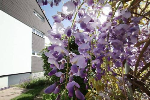 IMPRESSIONEN - 