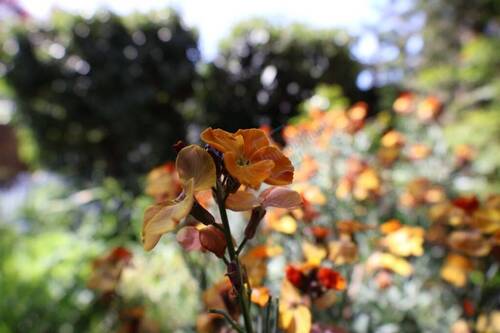 IMPRESSIONEN - 