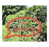 Interessantes Grundstück mit großem Entwicklungspotential - Alfeld