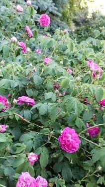 Garten - 