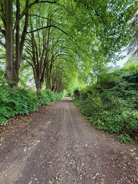 Zufahrt zum Haus über die Lindenallee - Einfamilienhaus mit 100,00 m&sup2; in Wacken zum Kaufen