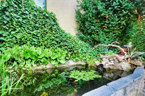 Gartenteich - 