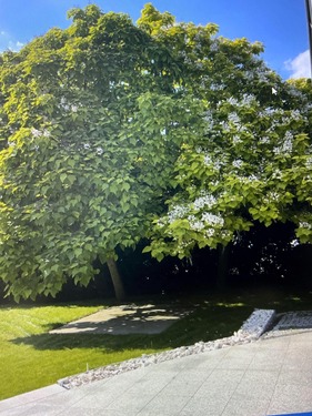 prächtiger Baumbestand in der Blütezeit...... - 