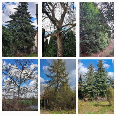 Auszug vom Baumbestand - 