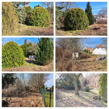 Koniferen hinterer Teil - 