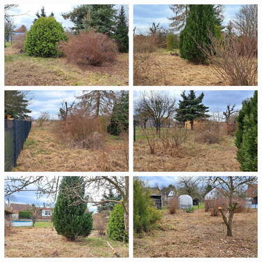 Koniferen hinterer Teil - 