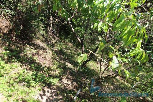 Obstgarten.jpg (2) - 