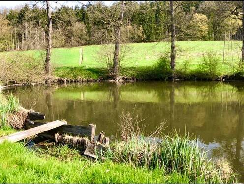 Fischweiher - 