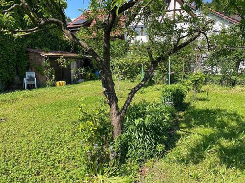 Garten - Baugrundstück mit traumhaftem Garten mitten in Grenzach-Wyhlen