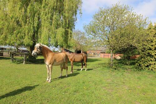 Pferdchen - 8 Zimmer Bauernhaus, Landhaus in Xanten