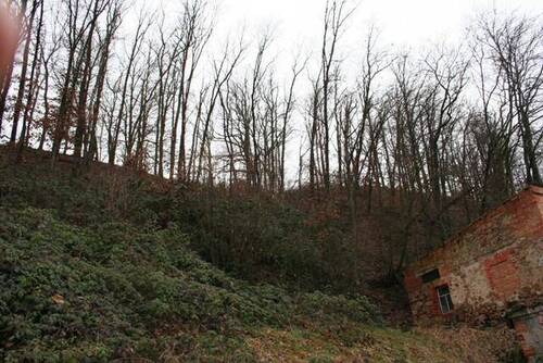 Wald hinterm Haus - 