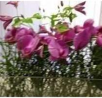 Neues saniertes Zuhause in Nähe des Waldes ! - Düsseldorf Rath