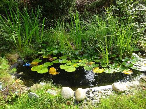 Gartenteich - 