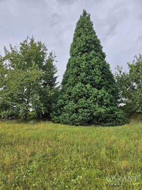 Urweltmammutbaum - 