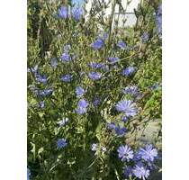 Schönes Grundstück für eine Traumhaus DHH - Hofstetten Hagenheim