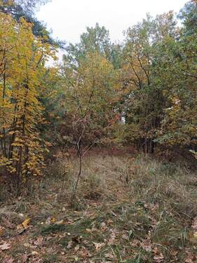 IMG_20251028_104302.jpg - Grundstück zum Kaufen in Königs Wusterhausen