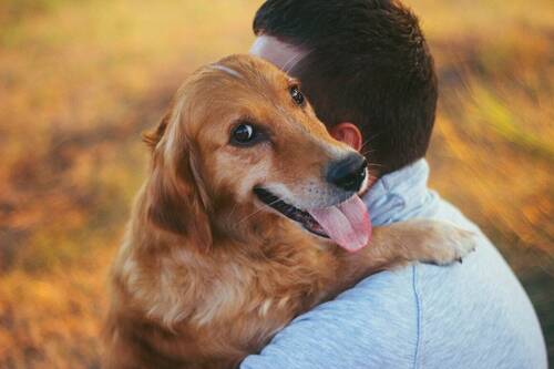 Hundeblick - 