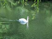 Bild 1 - Wasser, Wasser, Wasser - Goldbekkanal - Enten und Schwäne - Frei lieferbar !