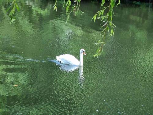 Bild 1 - Wasser, Wasser, Wasser - Goldbekkanal - Enten und Schwäne - Frei lieferbar !