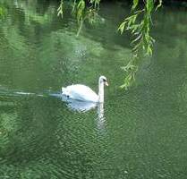 Wasser, Wasser - Goldbekkanal - Enten und Schwäne schwimmen im Wasser - Frei lieferbar ! - Hamburg Winterhude