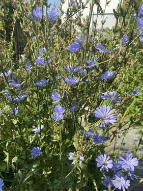 20250810 082252612 iOS - Schönes Grundstück für eine Traumhaus DHH